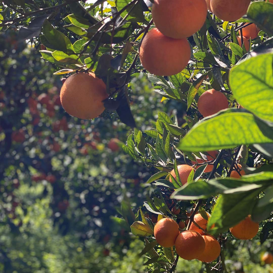 Orangenplantage